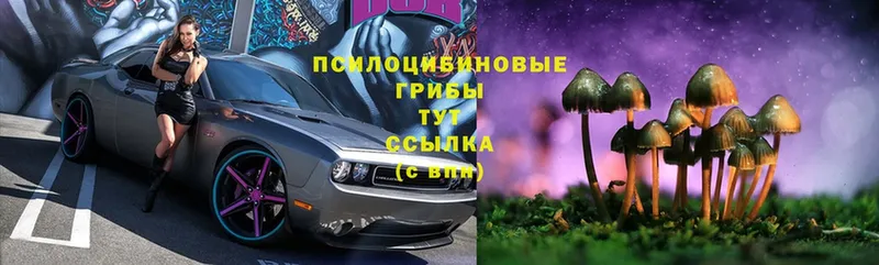 Псилоцибиновые грибы Cubensis  Ирбит 